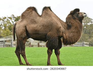 Side profile view of a two-humped Bactrian Camel (Camelus) standing outdoors on green grass. High quality full body shot of a domestic mammal.