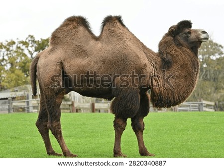 Side profile view of a two-humped Bactrian Camel (Camelus) standing outdoors on green grass. High quality full body shot of a domestic mammal.