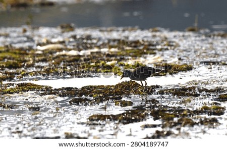 Side profile of a White-browed Crake walking slowly over floating plants, pecking at the water surface in search of small prey. Bright backlight creates a glowing effect on the water, emphasizing the natural foraging behavior.