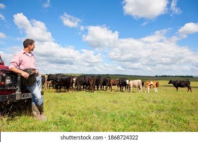 A side profile wide shot of a farmer leaning on a truck and watching a herd of cattle in a rural field. - Shutterstock ID 1868724322