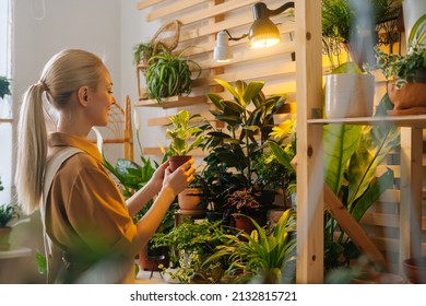 Side rear view of charming female florist in apron putting pots with green plant on shelves in floral shop. Young woman gardener working with houseplants at home. Concept of floral small business. - Powered by Shutterstock