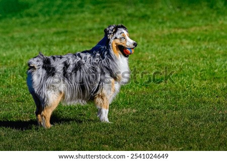 A SIDE SHOT OF A AUSTRALIAN SHEPARD WITH A MULTI COLORD BALL IN ITS MOUTH WITH A BEAUTIFUL EYE AND TRI COLORED COAT IN MEDINA WASHINGTON