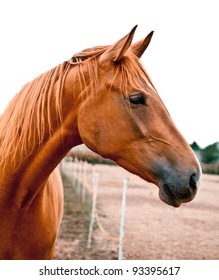 Side shot of a beautiful young warm-blood horse. He is listening with his ears perked up. Beautiful chestnut color.