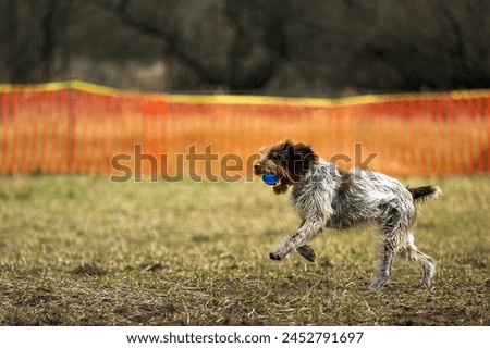 SIDE SHOT OF A WIREHAIRED POINTING GRIFFON RUNNING ACROSS A FIELD WITH A BALL IN ITS MOUTH WITH A BRIGHT EYE AND A BLURRED BACKGORUND AT THE OFF LEASH DOG AREA AT MARYMOOR PARK IN REDMOND WASHINGTON