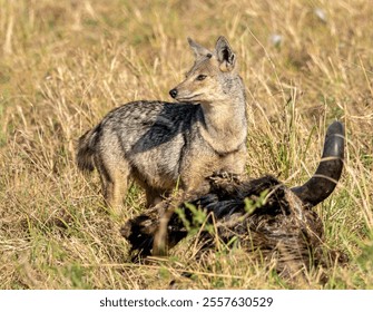 Side striped jackal is a canine native to central and southern Africa.