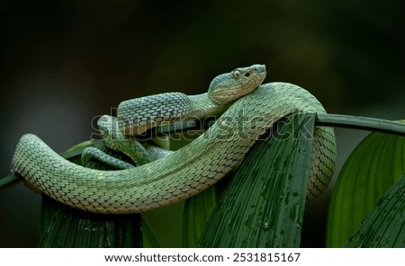 Side Striped Palm Pit Viper in Costa Rica 