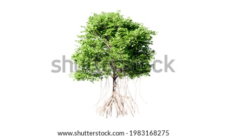 SIDE VIEM OF ISOLATED GREEN MANGROVE TREE