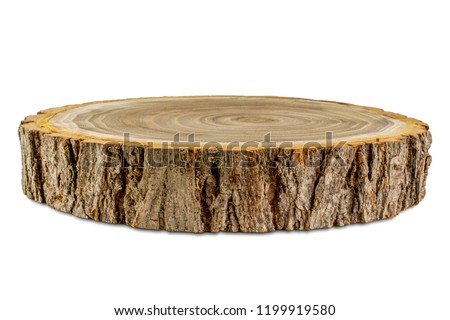 Side view of acacia tree cross section isolated on white background