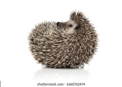 Side View Of An Adorable African Hedgehog With Spiky Fur Rolling On Back Happy On White Studio Background