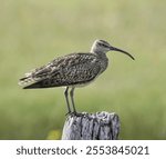 A side view of adorable Eurasian whimbrel perched on fencepost on blur green background