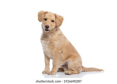 side view of adorable golden retriever dog sitting isolated on white background in studio