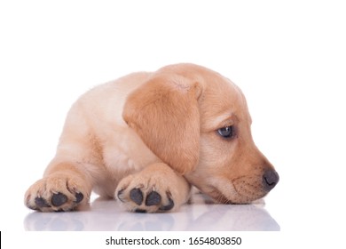 Side View Of Adorable Labrador Retriever Laying Down And Looking To Side Isolated On White Background