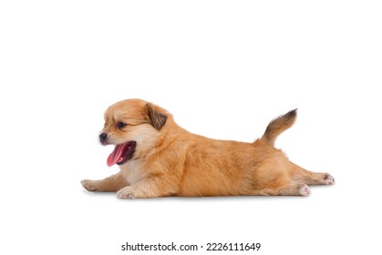 Side View Of Adorable Little Chihuahua And Pomeranian Crossbreed Puppy (4 Weeks Old) Laying Down With Tongue Out Over White Background