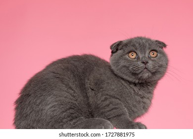 Side View Of Adorable Scotish Fold Kitty Laying Down And Sitting On Pink Background