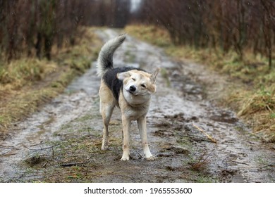 Side View Of Adorable Wet Mixed Breed Shepherd Dog Standing On Dirty Rural Road And Shaking Off Water. Raining Day