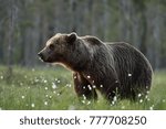 Side view of adult male brown bear