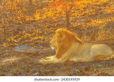 Side view of adult male Lion resting in savannah at sunrise light in Kruger National Park, South Africa. Panthera Leo in nature habitat. The lion is part of Big Five. Copy space. - Powered by Shutterstock