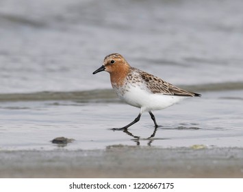 Side view of an adult Red-necked Stint (Calidris ruficollis) in summer plumage walking on shore line. Mongolia - Shutterstock ID 1220667175
