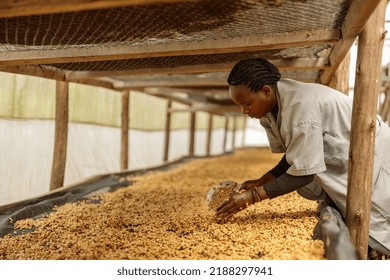 Side view of adult woman working at farm during honey process coffee beans dry - Powered by Shutterstock