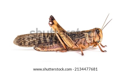 Side view of Adulte Desert locust, Schistocerca gregaria, isolated