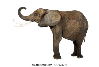 546 Elephant lifting trunk Images, Stock Photos & Vectors | Shutterstock