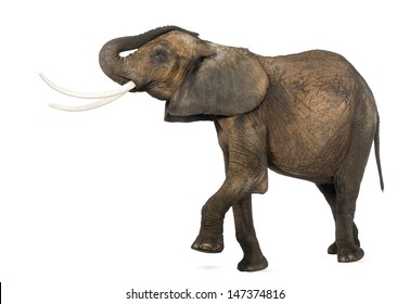 546 Elephant lifting trunk Images, Stock Photos & Vectors | Shutterstock