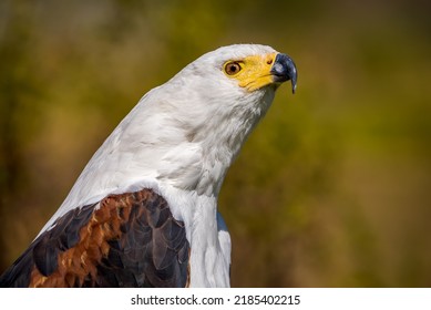 Side view of an African fish eagle showing its beautiful white throat feathers and hooked beak.