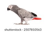 Side view of a African Grey Parrot - Psittacus erithacus, walking in front of a white background