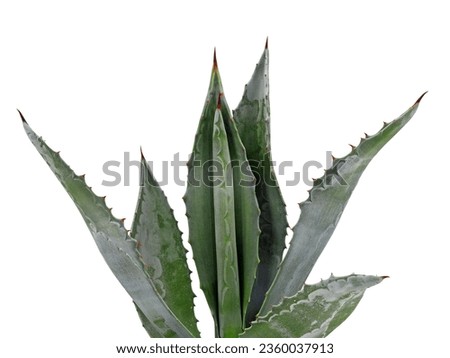 side view of an agave plant isolated on white background, agavoideae with sharp thorns