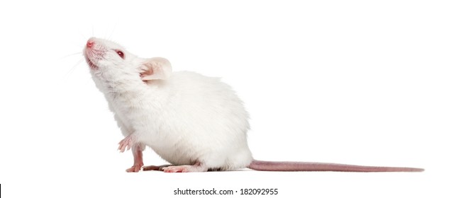 Side view of an albino white mouse looking up, Mus musculus, isolated on white