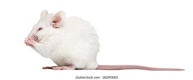 Side view of an albino white mouse having a wash, Mus musculus, isolated on white