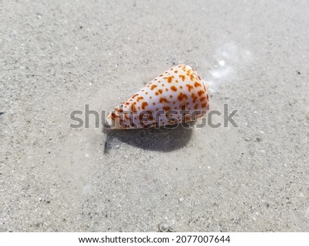 Side view of alphabet cone snail in shallow ocean water