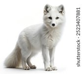 Side view of animal artic fox standing on white background