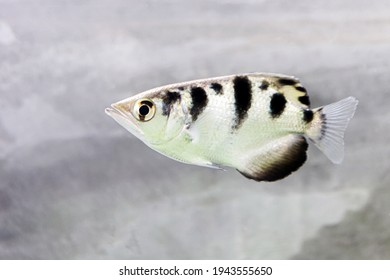 Side View Of Archer Fish
