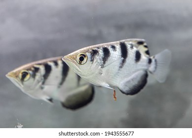 Side View Of Archer Fish
