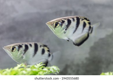 Side View Of Archer Fish
