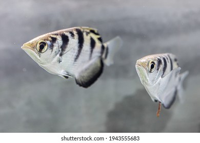 Side View Of Archer Fish
