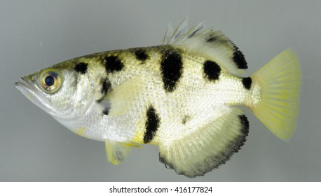 Side View Of Archer Fish