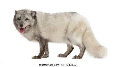 Side View Of An Arctic Fox Standing, Panting, Vulpes Lagopus, Isolated On White