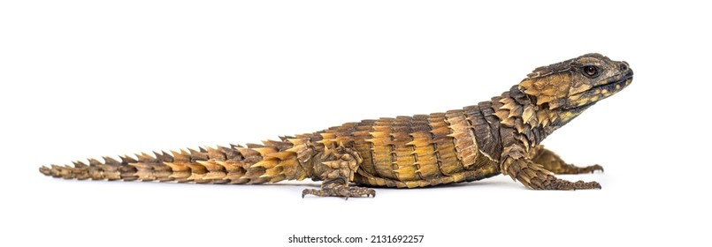 Seitenansicht von Armadillo-Girdled lizard, Ouroborus cataphractus, einzeln auf Weiß