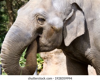 23,961 Elephants eating Images, Stock Photos & Vectors | Shutterstock