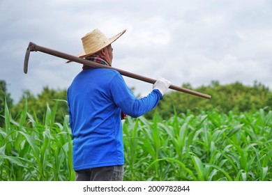 Side View Of Asian Farmer Carry A Hoe On Shoulder To Work At Corn Field. Concept : Agriculture Occupation. Organic Farming. No Chemical. Using Traditional Manual Tool In Stead Of Use Herbicide. 