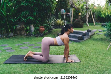 Side View Of Asian Girl Practice Yoga In Cat And Cow Pose Outdoor. Concept Of Harmony And Mental Health. Young Focused Athletic Woman Wear Sportswear And Barefoot On Fitness Mat In Yard On Bali Island