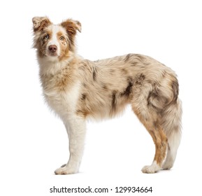 42,961 Dog side view Images, Stock Photos & Vectors | Shutterstock