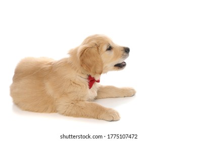 Side View Of A Baby Golden Retriever Dog Lying Down, Barking At Something And Wearing A Red Bowtie On White Studio Background