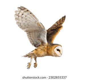 Side view of a Barn Owl, nocturnal bird of prey, flying wings spread, Tyto alba, isolated on withe - Shutterstock ID 2302855337