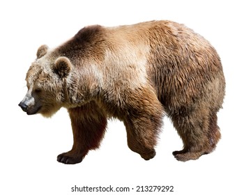 3,984 Bear side view Images, Stock Photos & Vectors | Shutterstock