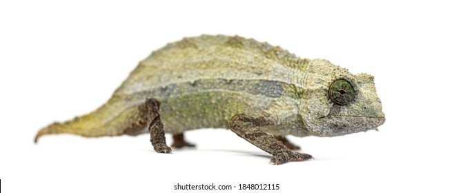 Side view of a Bearded leaf chameleon isolated on white