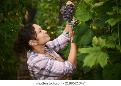 Side view of beautiful dark haired multi-ethnic woman, female vine grower, vintner, viticulturist, inspecting and harvesting organic purple grapes in a vineyard. Agribusiness. Viticulture. Eco farming - Shutterstock ID 2188521047