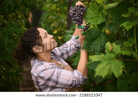 Side view of beautiful dark haired multi-ethnic woman, female vine grower, vintner, viticulturist, inspecting and harvesting organic purple grapes in a vineyard. Agribusiness. Viticulture. Eco farming